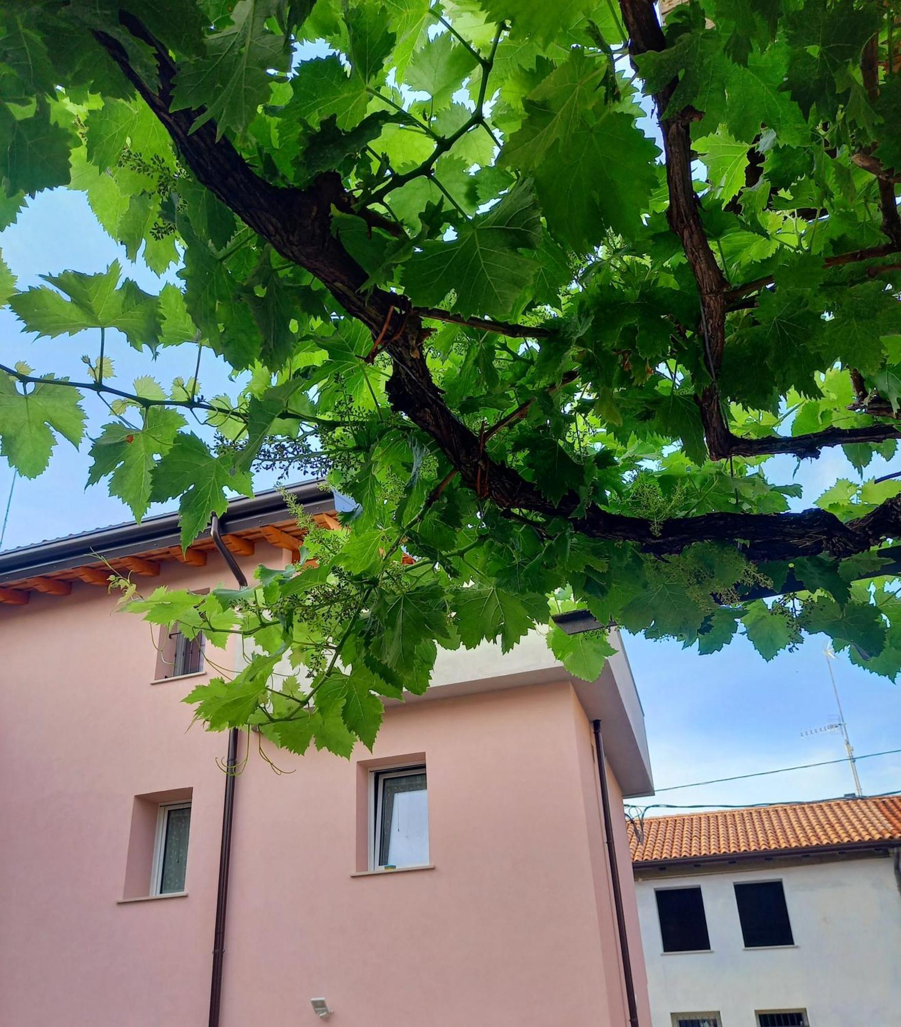 B&B La Dolce Vite Medea Dış mekan fotoğraf